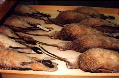 useskimocurlews[1].JPG